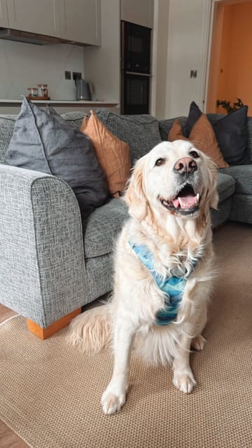 A vlog-style reel showcasing a dog-friendly staycation at The Devonport in Middleton One Row, featuring a tour of the apartment, a walk by the river, and various meals including dinner and breakfast.