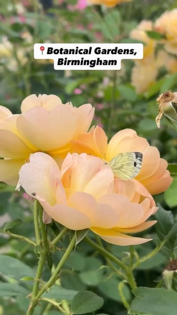 A montage video showcasing a visit to the Birmingham Botanical Gardens, featuring various plants, flowers, and wildlife, followed by a brief look at food and drinks at the on-site Medicine Bakery.