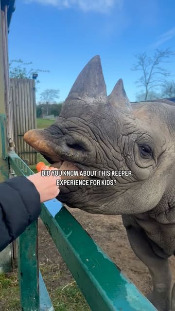 A vlog-style video documenting a 'keeper experience' at Howletts Wild Animal Park. The creators are shown participating in various activities, including feeding rhinos, lemurs, and monkeys, and getting behind-the-scenes access to gorilla enclosures. The video highlights the educational and interactive nature of the experience, guided by an expert keeper.