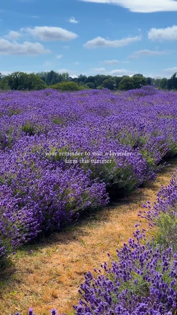 A montage of lavender fields and farm scenery, encouraging viewers to visit a lavender farm in the summer.