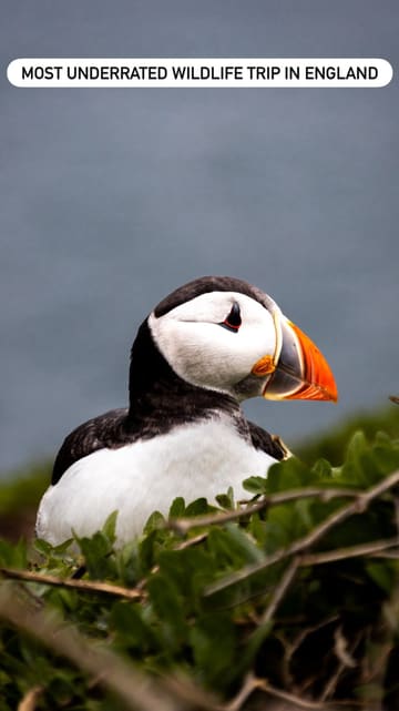 A travel guide video showcasing the Farne Islands in Northumberland, highlighting the puffin colony and seal sightings. It provides practical information on how to visit, including location, timing, and booking details for boat trips.