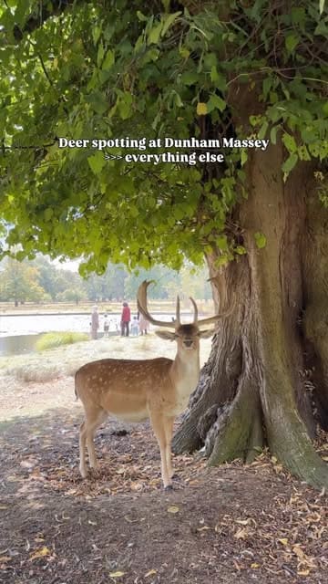 A short, relaxing montage of deer roaming in the grounds of Dunham Massey, set to music with simple text overlays.