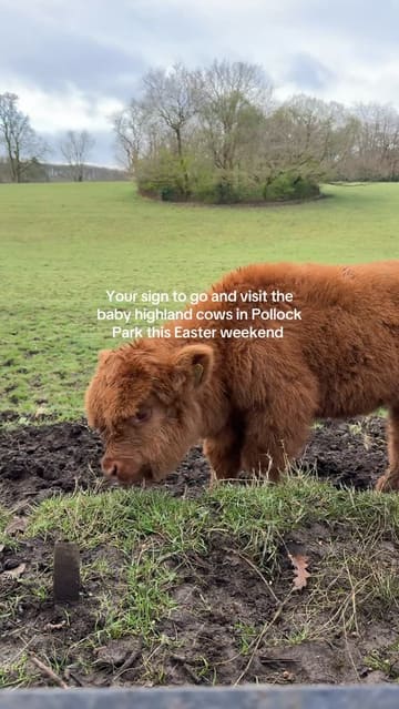 A short montage of clips featuring baby Highland cows in Pollock Park, Glasgow, intended to encourage viewers to visit the park.