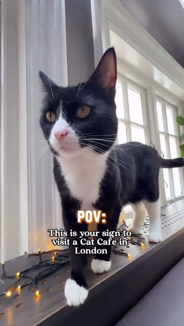 A short, engaging video showcasing a visit to Java Whiskers, a cat cafe in London. The footage features various cats, customers interacting with them, and close-ups of the cafe's food and drink menu, including toasties and brownies.