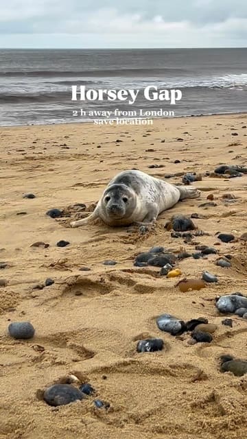 A short travel reel featuring a visit to Horsey Gap, highlighting the seal colony and the beach path. The video includes shots of the creator walking and close-ups of the seals on the sand.