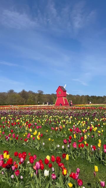 A montage video showcasing the Scottish Tulip Festival at Craigies Farm, featuring vibrant tulip fields and a decorative windmill.