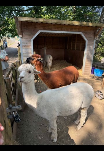 A family vlog showcasing a day out at The Meadows Wildlife Park in Caerphilly, highlighting animal interactions, play areas, and cafe food.