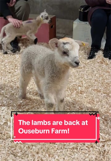 The creator visits Ouseburn Farm in Newcastle at 5:30 am to participate in the first lamb feeding session of the year. The video documents the experience of feeding the lambs, interacting with them, and also shows the farm's chicks and ducklings.