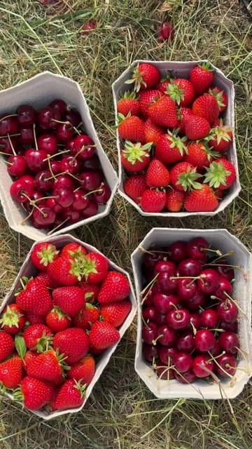 A short, aesthetic montage showcasing a visit to Craigie's Farm for strawberry and cherry picking, highlighting the fields, the fruit, and the final harvest.