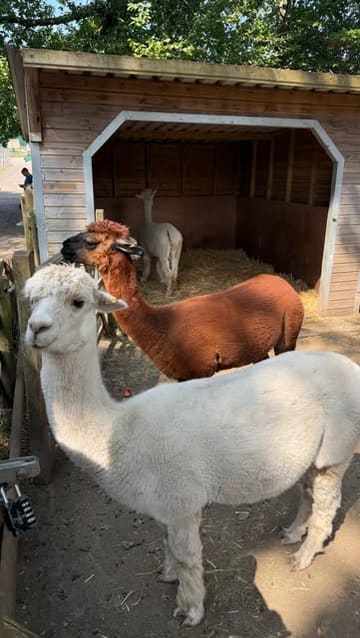 A family vlog showcasing a day out at The Meadows Wildlife Park in Caerphilly, highlighting animal interactions, play areas, a foam party, and cafe food.