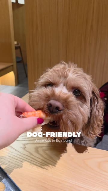 A short, engaging reel featuring a dog visiting a Japanese restaurant in Edinburgh. The video highlights the dog-friendly policy, showcases various dishes including ramen and sushi, and displays the restaurant's interior and cocktail menu.