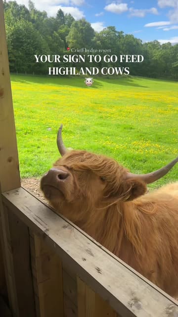 A short, engaging video featuring a visitor feeding Highland cows at Crieff Hydro Resort, highlighting the interactive and family-friendly nature of the experience.