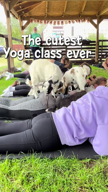 A short, upbeat video showcasing a goat yoga class at a farm in Essex. The footage captures participants doing yoga while baby goats wander around and climb on them, highlighting the playful and interactive nature of the experience.