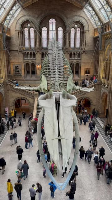 A montage video showcasing the interior and exterior of the Natural History Museum in London, featuring key exhibits like the whale skeleton and dinosaur displays.