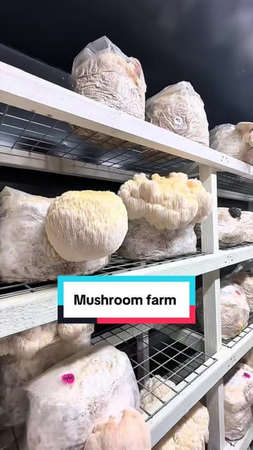 The video documents a visit to a mushroom farm, taking the viewer through the cultivation process in the clean, colonization, and grow rooms. It then transitions to a three-course meal prepared on-site using the farm's produce, highlighting the unique farm-to-table experience.