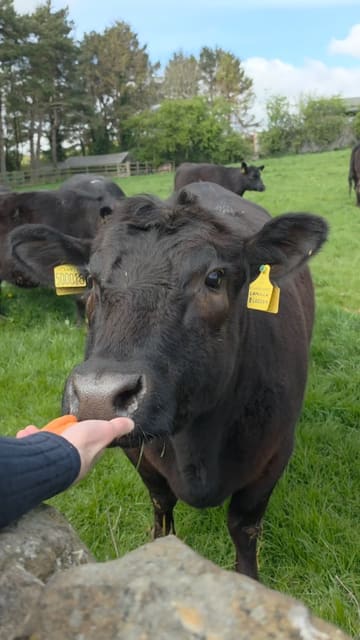 A video recap of a family day out at a farm event where visitors can interact with and feed cows. The footage features various shots of the cows in a field and families, including children, feeding them carrots.