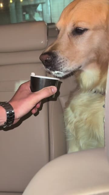A creator reviews various desserts from Delice in Preston, including a Matilda cake, a fruit-topped dessert called 'Nisha Pomi', Biscoff cookie dough, and a vanilla shake, all while sitting in a car with his dog.